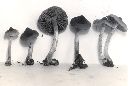Media resource of Cortinarius nigrellus