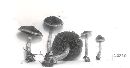 Thumbnail image of current specimen