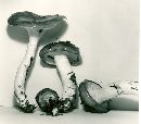 Hygrophorus fuligineus image