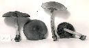 Cortinarius semisanguineus image