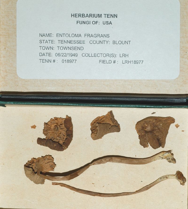 Entoloma fragrans image