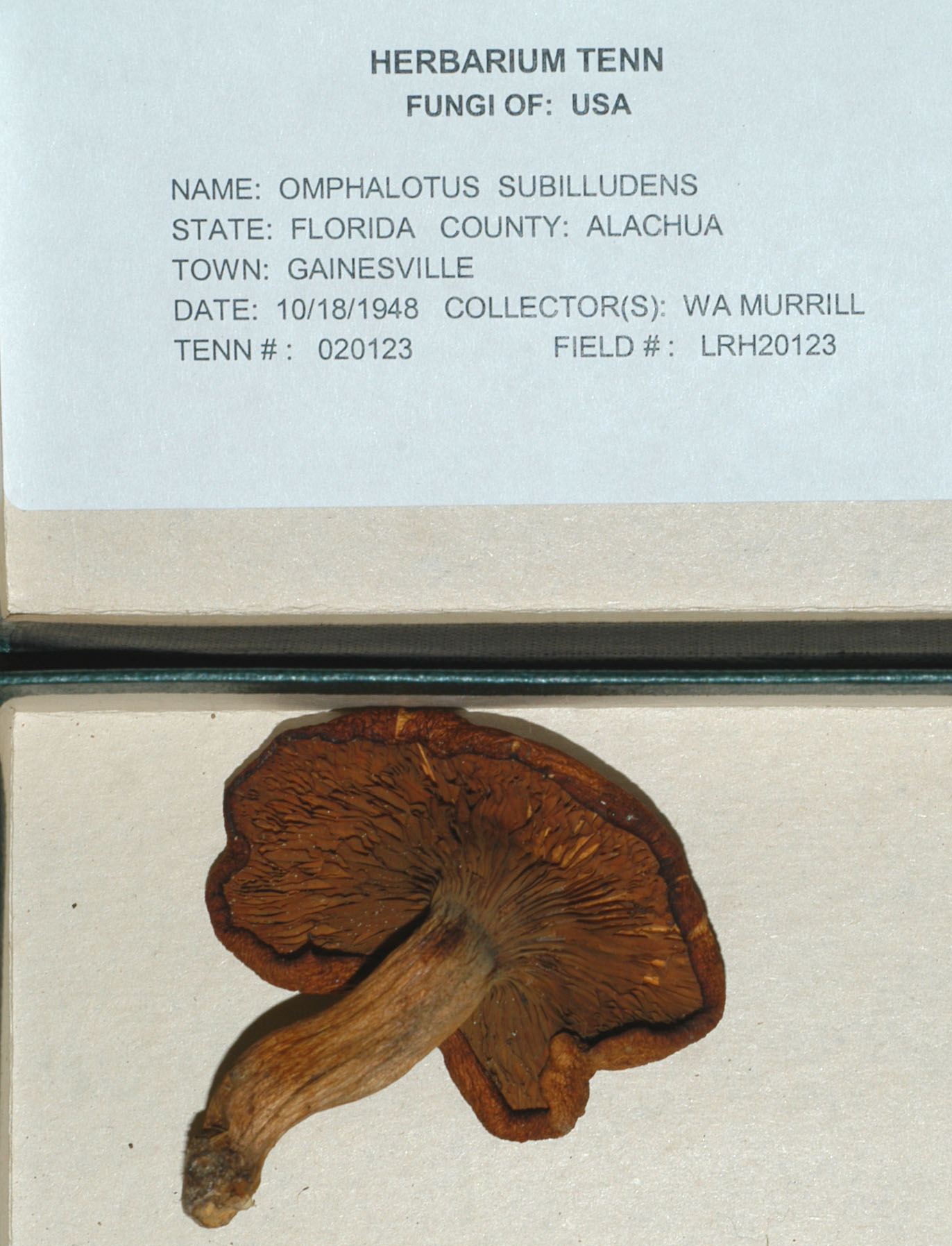 Omphalotus subilludens thumbnail