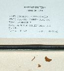 Cortinarius perviolaceus image