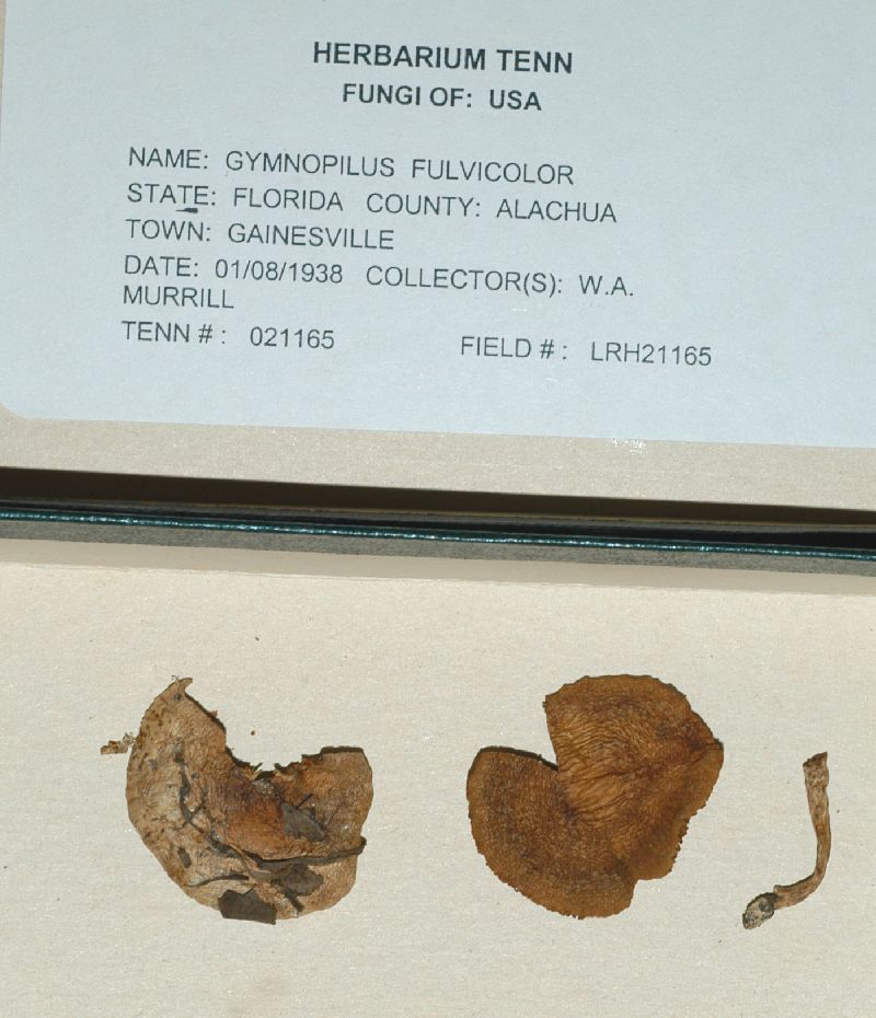 Gymnopilus fulvicolor image