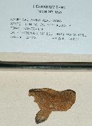 Thumbnail image of current specimen