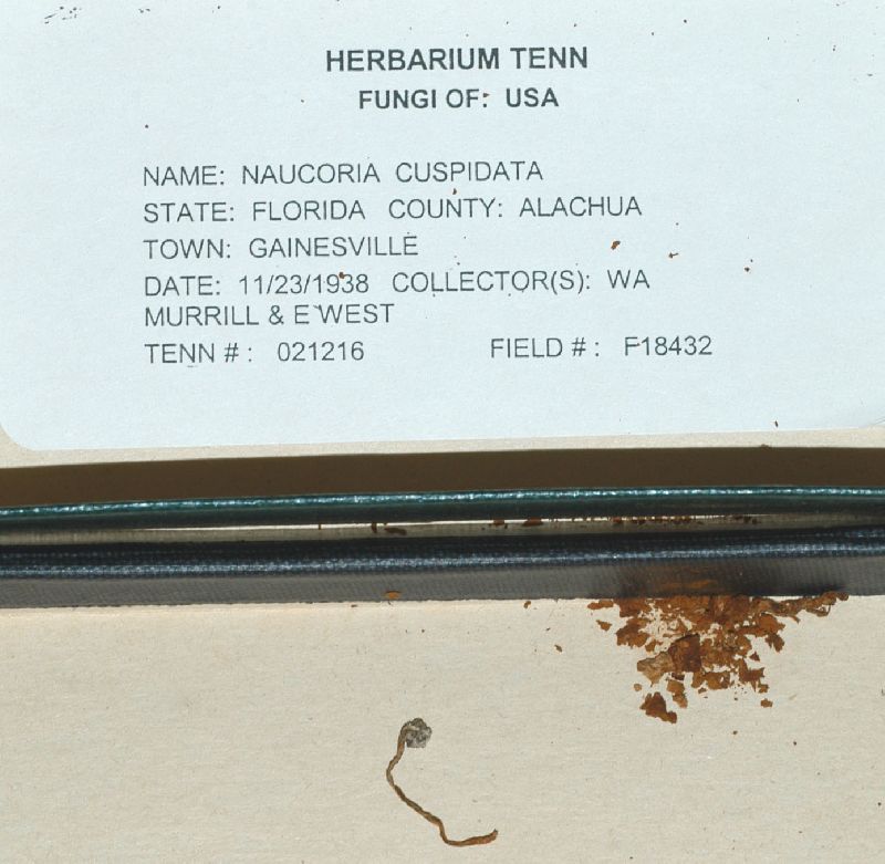 Naucoria cuspidata image