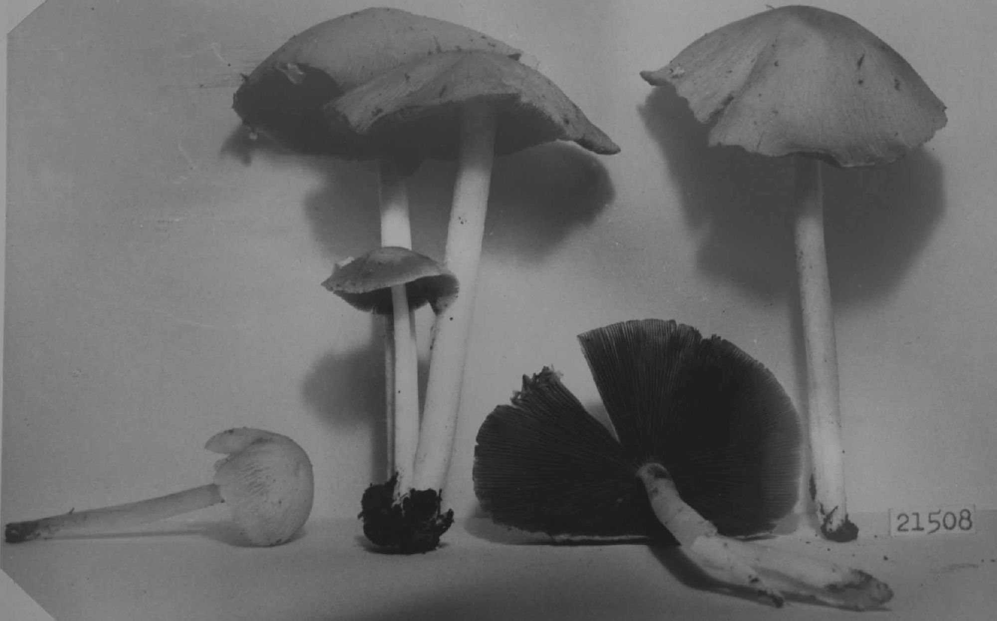 Psathyrella incerta