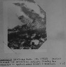 Lactarius speciosus image