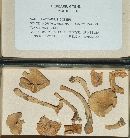 Thumbnail image of current specimen