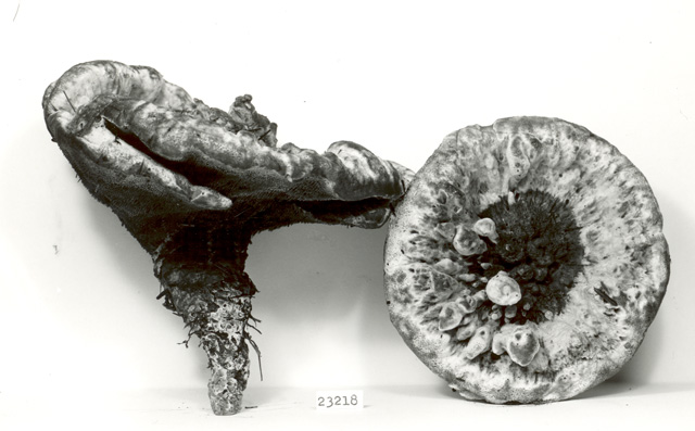Hydnellum scleropodium thumbnail