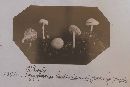 Lichenomphalia hudsoniana image