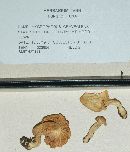 Hygrophorus graveolens image