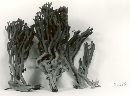 Clavaria zollingeri image