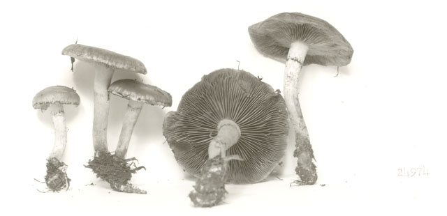 Pholiota castanea image