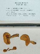 Gymnopilus subtropicus image