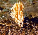 Ramaria formosa image