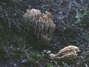 Clavulina coralloides image