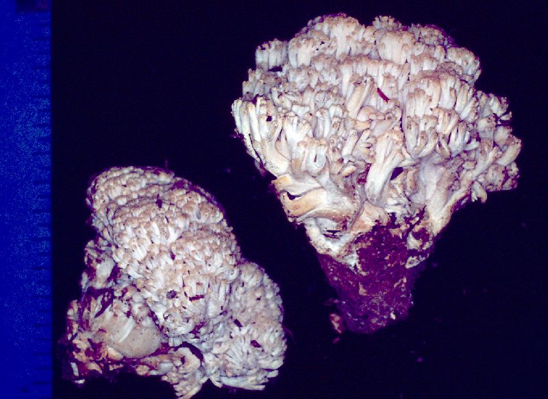 Ramaria amyloidea image