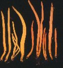 Clavulinopsis aurantiocinnabarina image