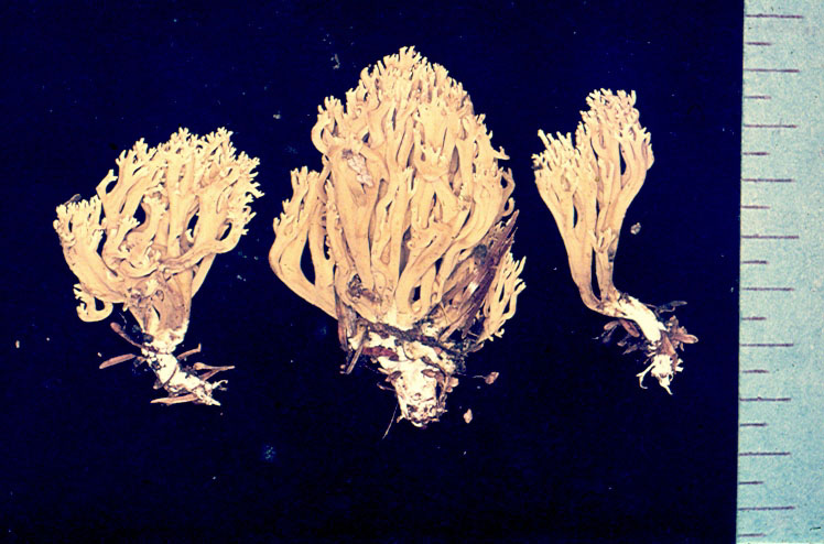 Ramaria mutabilis image