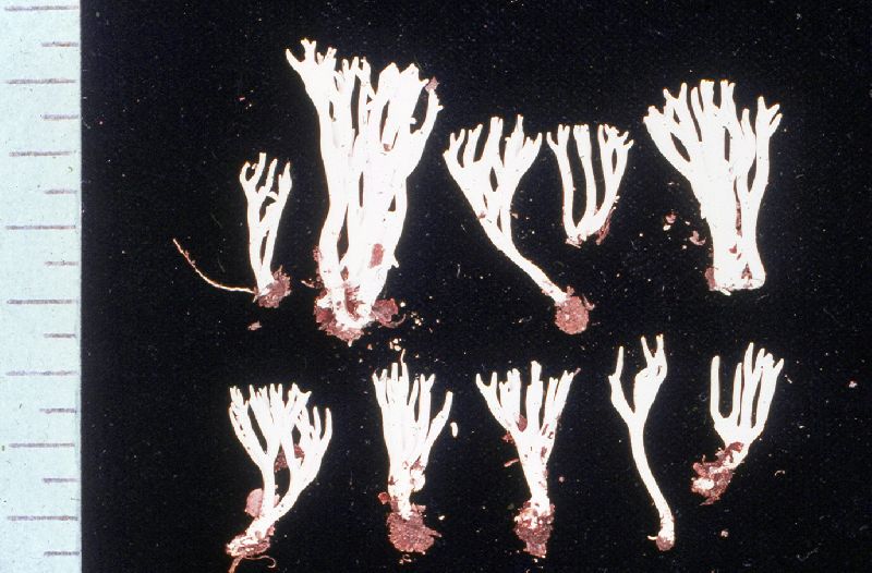 Ramariopsis flavescens image