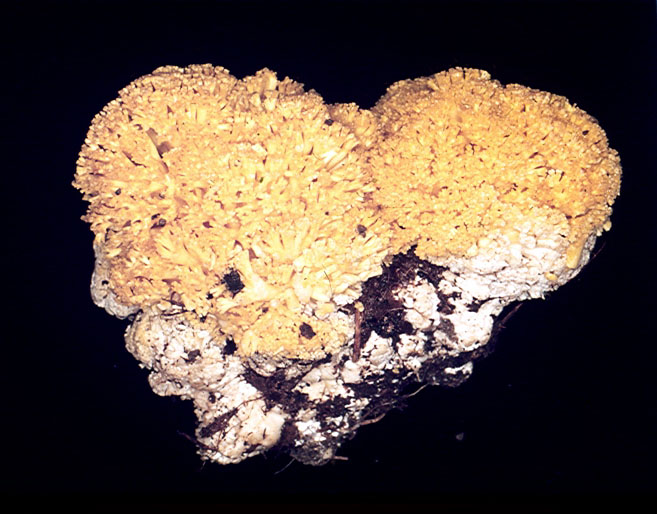 Ramaria flavosaponaria thumbnail
