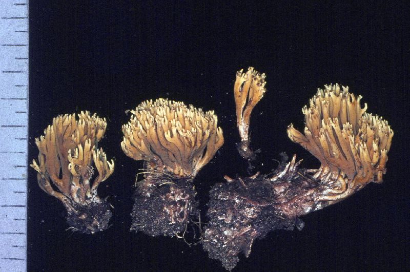 Ramaria murrillii image