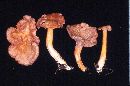 Cantharellus ignicolor image