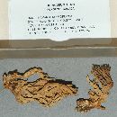 Ramaria neoformosa image