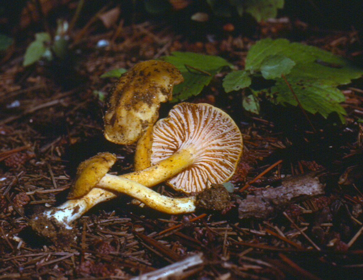 Cantharellus persicinus