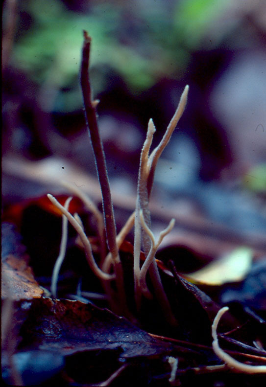 Clavulina geoglossoides thumbnail