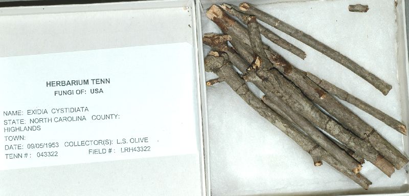 Exidia cystidiata image