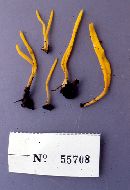 Clavulinopsis depokensis image