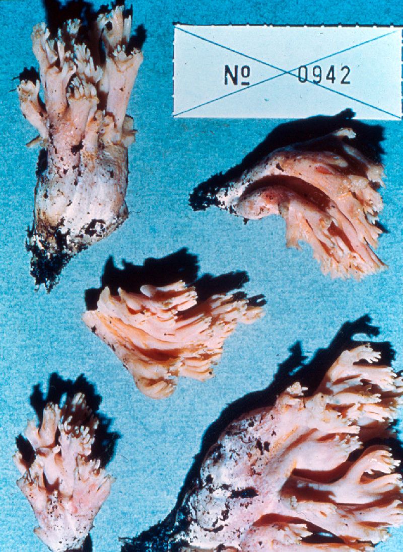 Phellodon fibulatus