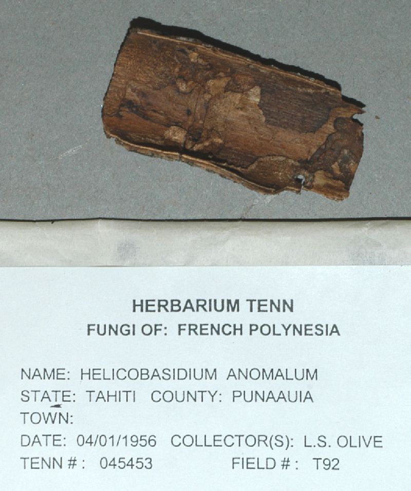 Helicobasidium anomalum image