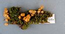 Xeromphalina campanella image