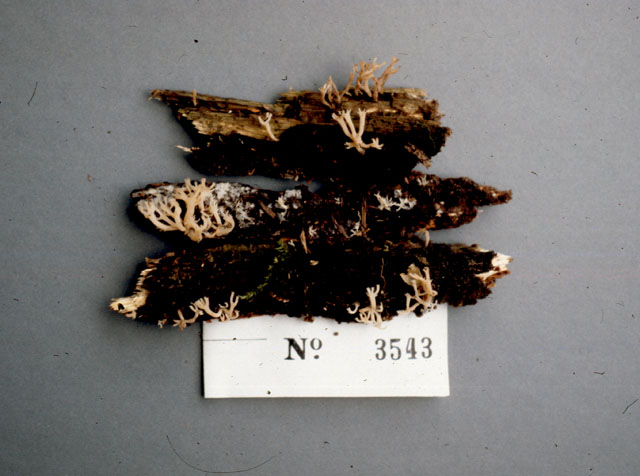 Artomyces candelabrus image