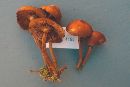 Kuehneromyces mutabilis image
