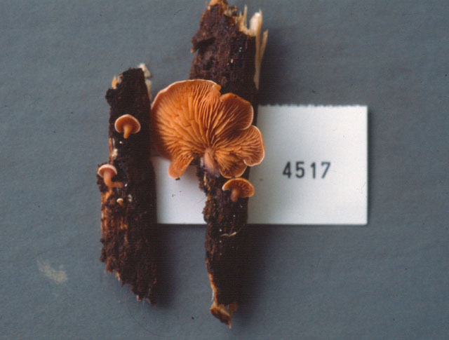 Pyrrhoglossum pyrrhum image