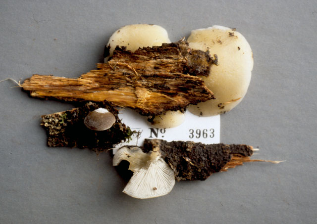 Conchomyces bursiformis