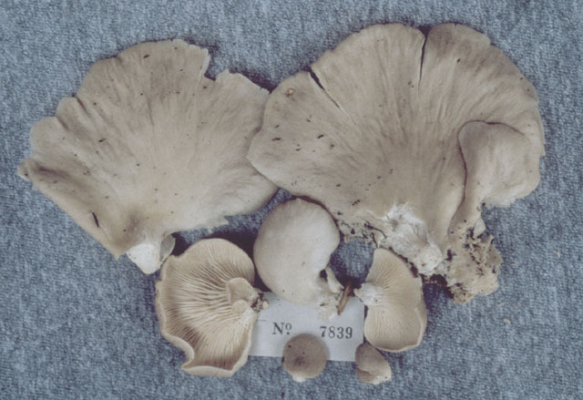 Pleurotus opuntiae thumbnail