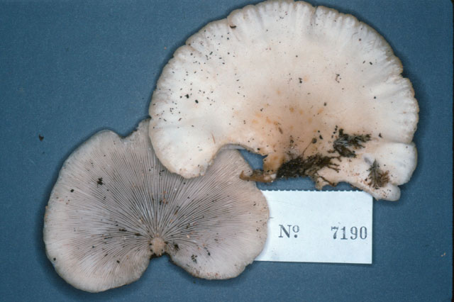 Conchomyces