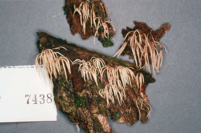 Deflexula