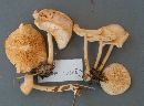 Rhodocollybia maculata image