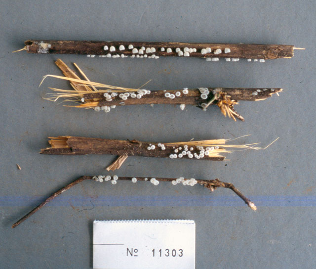 Auriculariopsis