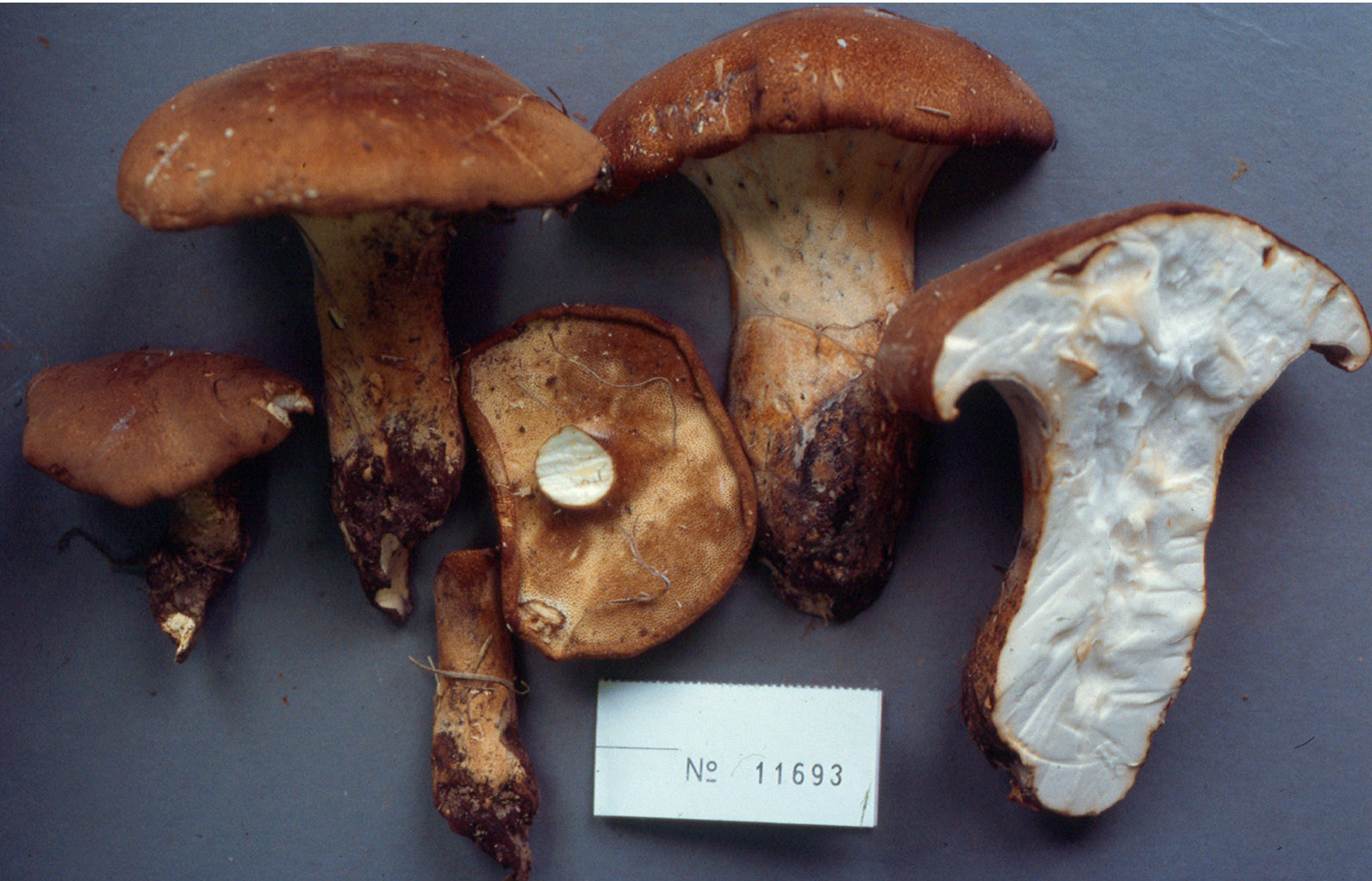 Jahnoporus
