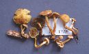 Hypholoma fasciculare var. fasciculare image