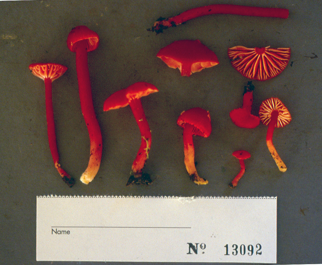 Hygrocybe rubrocarnosa thumbnail