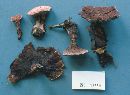 Media resource of Hydnellum concrescens