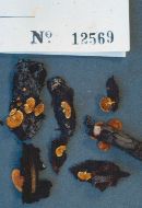 Pleuroflammula flammea image